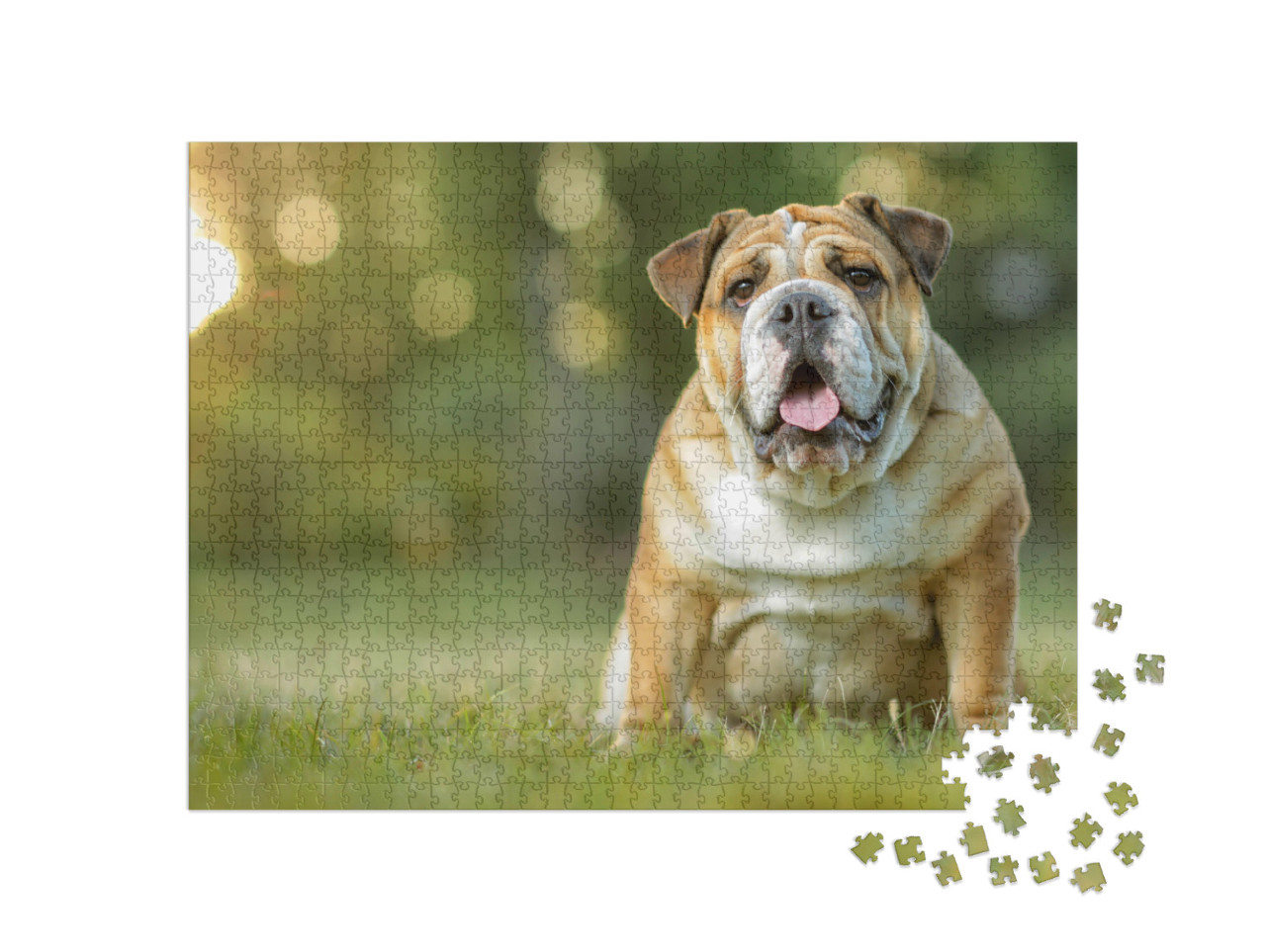 Puzzel 1000 stukjes „Engelse Bulldog“
