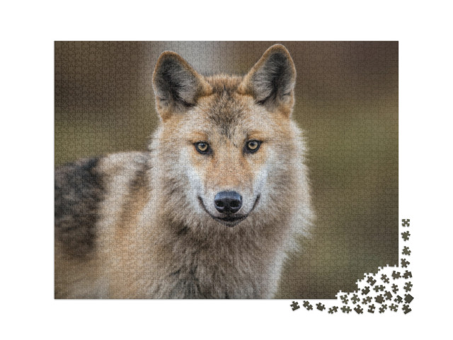 Puzzel 2000 stukjes „Portret van een grijze wolf, ook bekend als houtwolf“