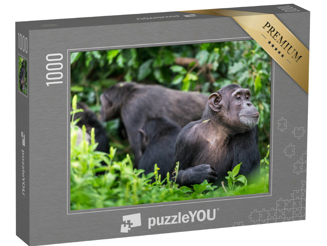 Puzzel 1000 stukjes „Chimpanseegroep en volwassen aap“