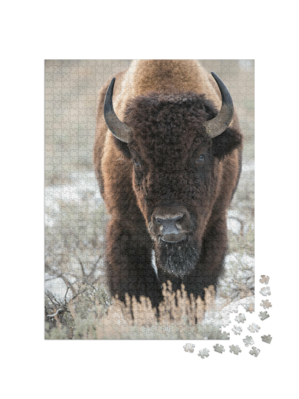 Puzzel 1000 stukjes „Een bizon, buffel“
