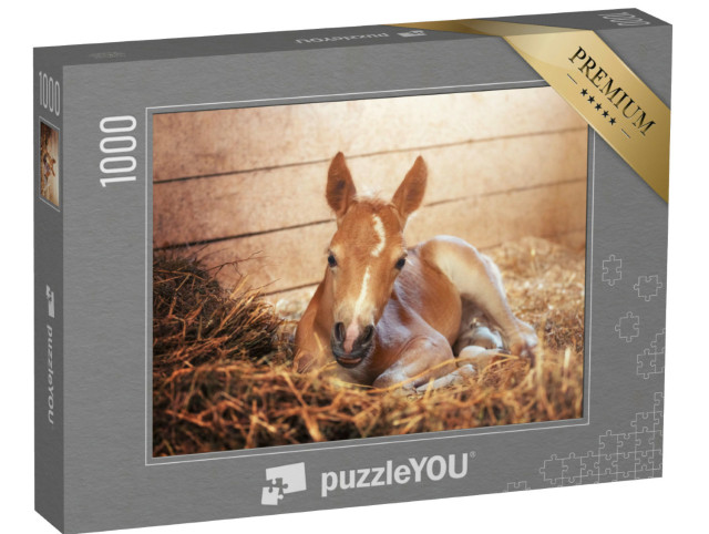 Puzzel 1000 stukjes „Haflinger veulen op stal“
