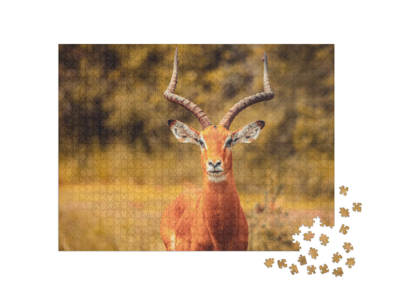 Puzzel 1000 stukjes „Impala-antilope“