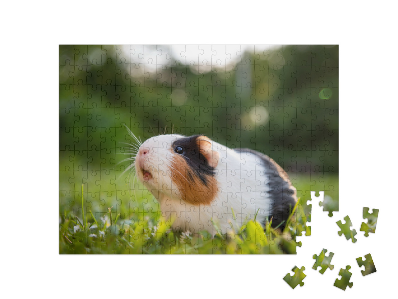 Puzzel 200 stukjes „Cavia's op een weiland“