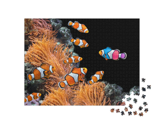 Puzzel 1000 stukjes „School standaard clownvissen en een kleurrijke vis“