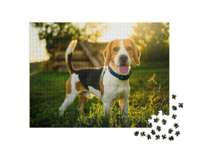 Puzzel 1000 stukjes „Een beagle in de zonsondergang“