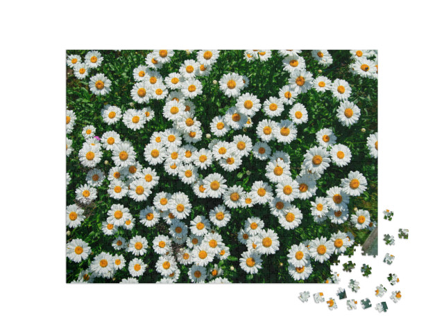 Puzzel 1000 stukjes „Madeliefjes in het veld“