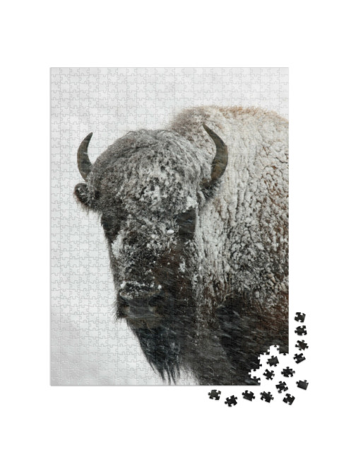 Puzzel 1000 stukjes „Bizons in de sneeuw, Yellowstone National Park“