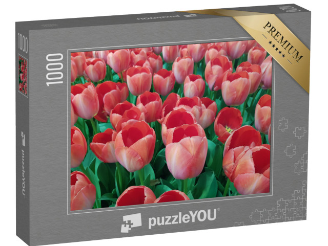 Puzzel 1000 stukjes „Perzikkleurige tulpen in een veld“