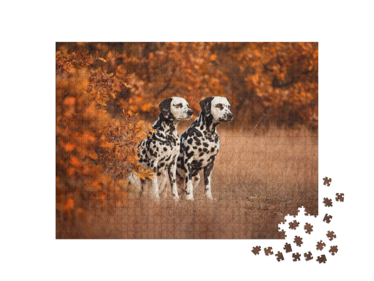 Puzzel 1000 stukjes „Twee dalmatiërs aan de wandel“