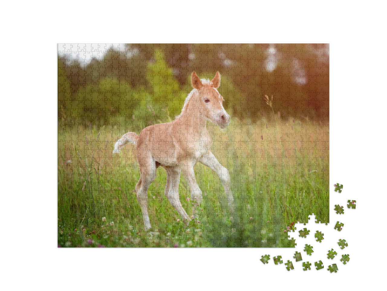 Puzzel 1000 stukjes „Prachtig Haflinger veulen“