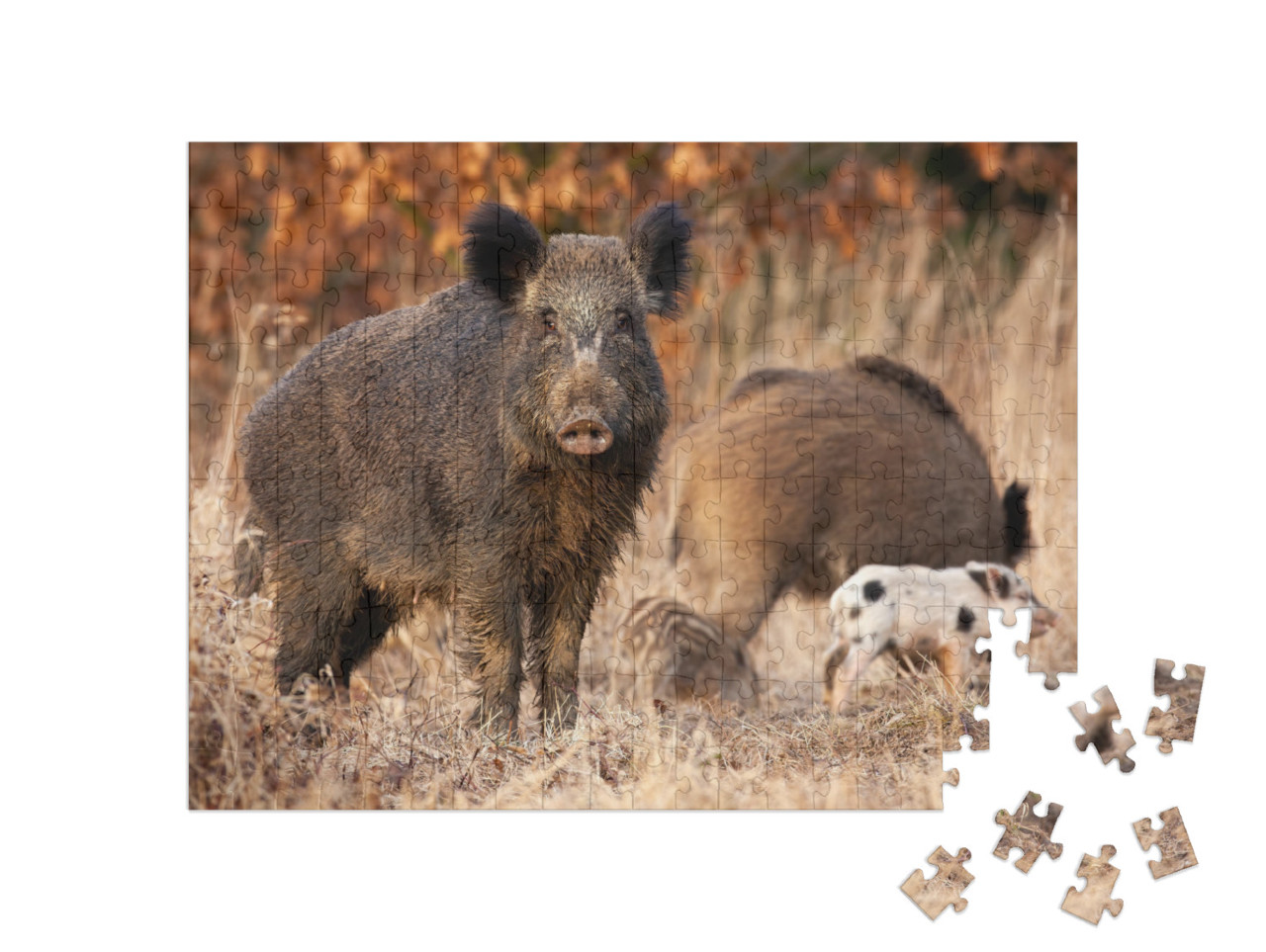 Puzzel 200 stukjes „Wild zwijn beschermt zijn jongen“