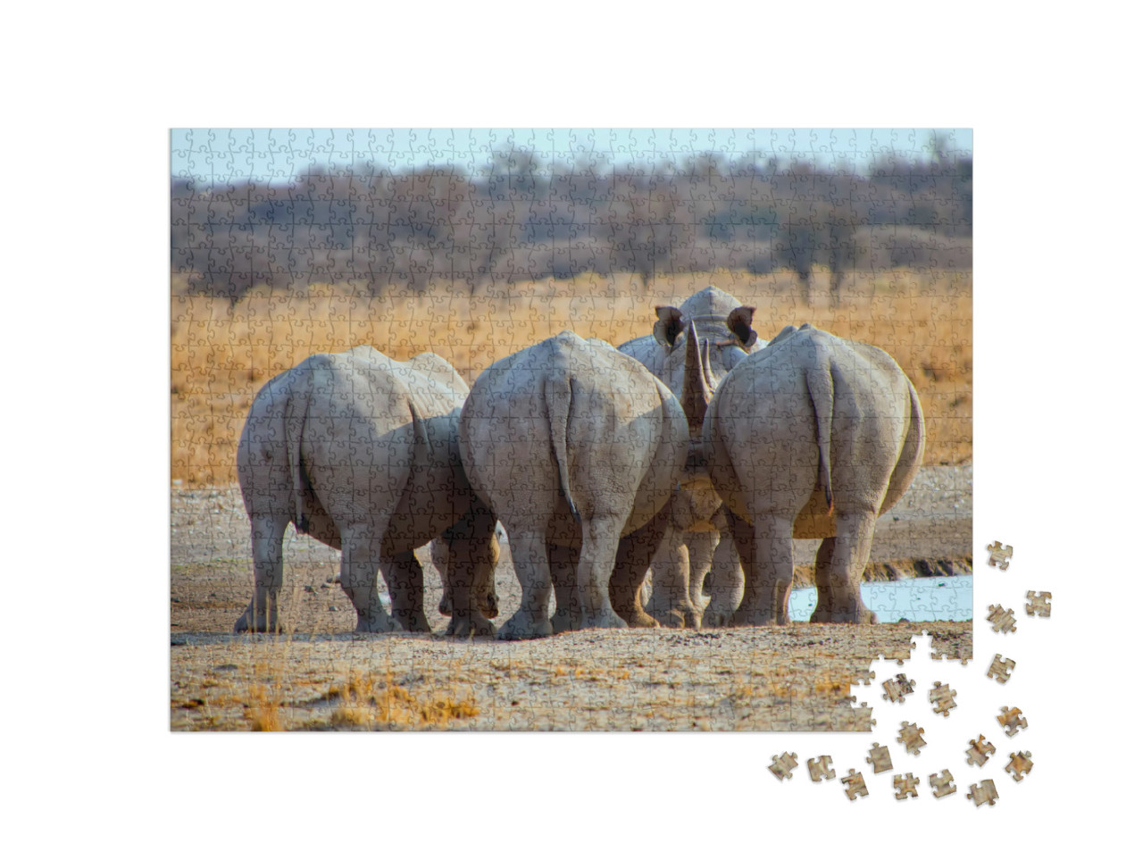 Puzzel 1000 stukjes „Drie witte neushoorns, Botswana Afrika“