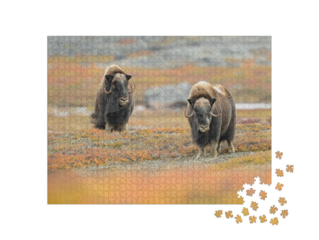 Puzzel 1000 stukjes „Muskusossen in hun natuurlijke omgeving“