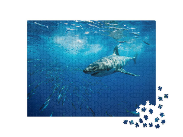 Puzzel 1000 stukjes „Majestueuze grote witte haai, Guadalupe-eiland, Mexico“