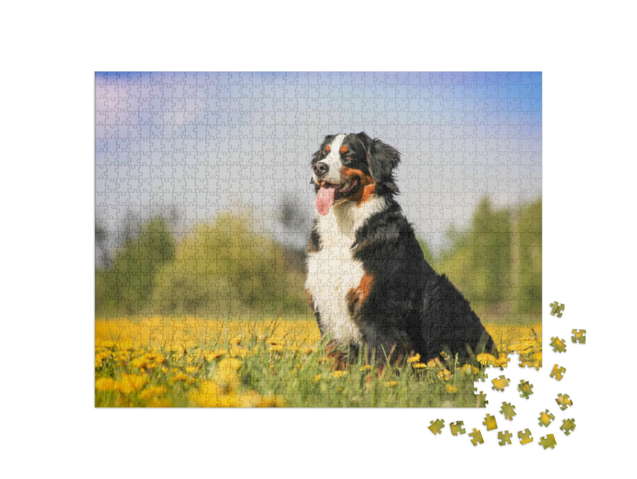 Puzzel 1000 stukjes „Berner Sennenhond in een mooie lentebloemenweide“