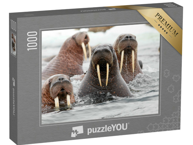 Puzzel 1000 stukjes „Een groep walrussen in het water“