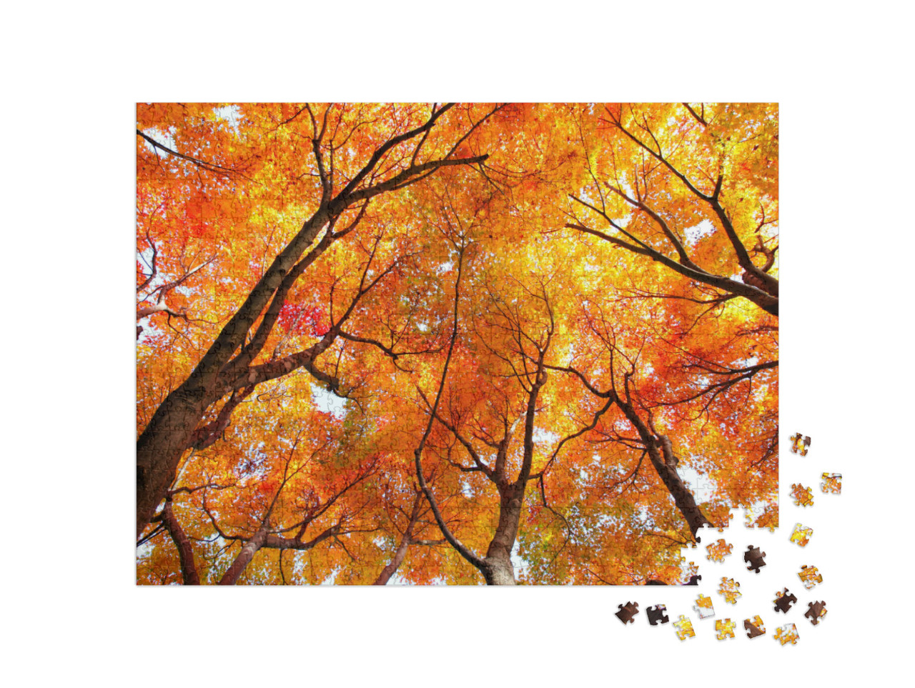 Puzzel 1000 stukjes „Esdoorns in de herfst“