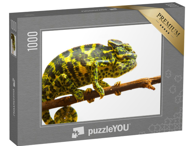 Puzzel 1000 stukjes „Gewone kameleon“