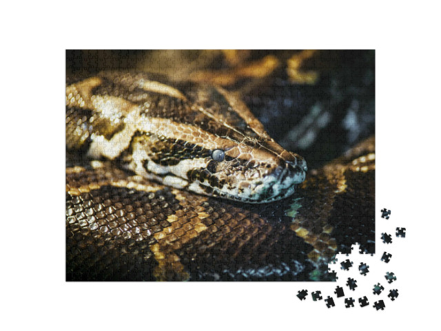Puzzel 1000 stukjes „Netpython, ook bekend als koningspython of balpython“
