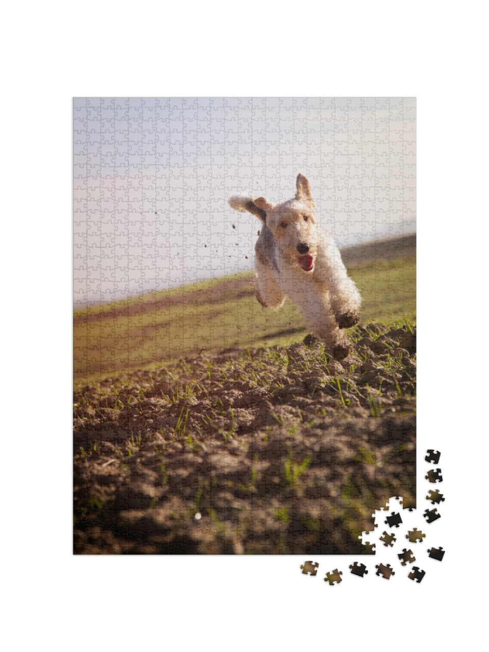 Puzzel 1000 stukjes „Draadharige foxterriër rent snel over aarden weiden“