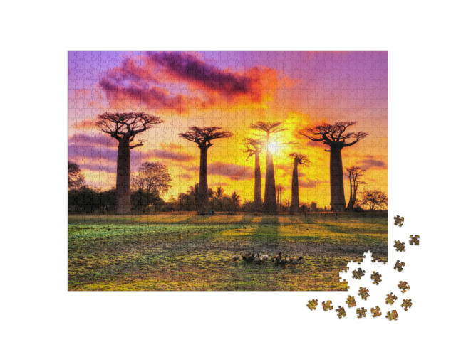 Puzzel 1000 stukjes „Baobabbomen bij zonsondergang in Madagaskar“