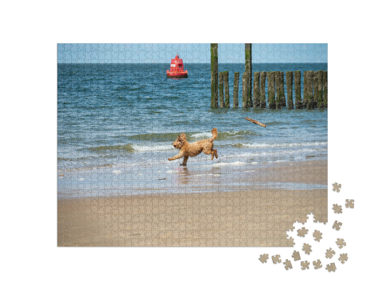 Puzzel 1000 stukjes „Hond geniet van het koude water van de Noordzee op het zandstrand bij Zoutelande, Zeeland“