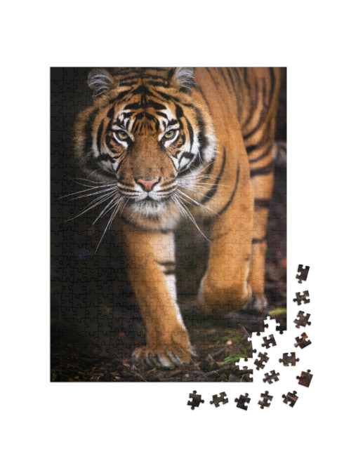 Puzzel 500 stukjes „Jonge Sumatraanse tijger“