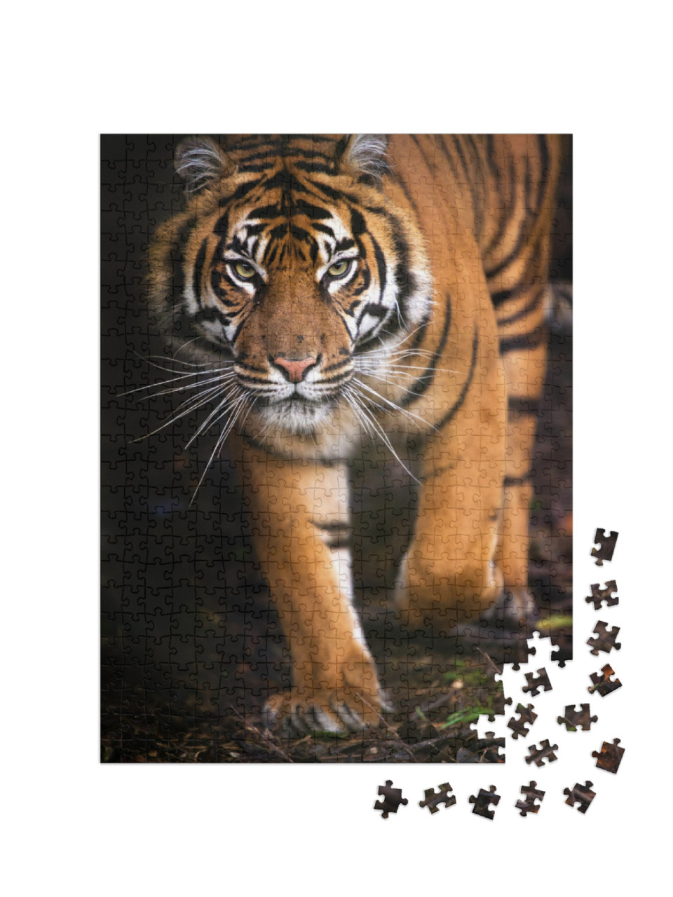 Puzzel 500 stukjes „Jonge Sumatraanse tijger“