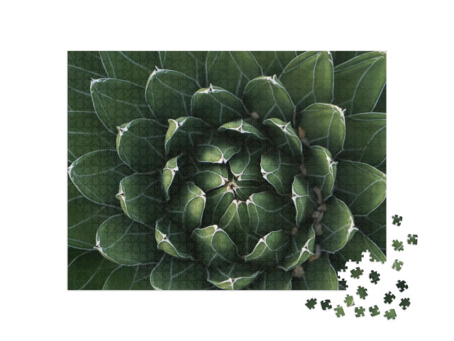 Puzzel 1000 stukjes „Prachtig symmetrische cactus in close-up“