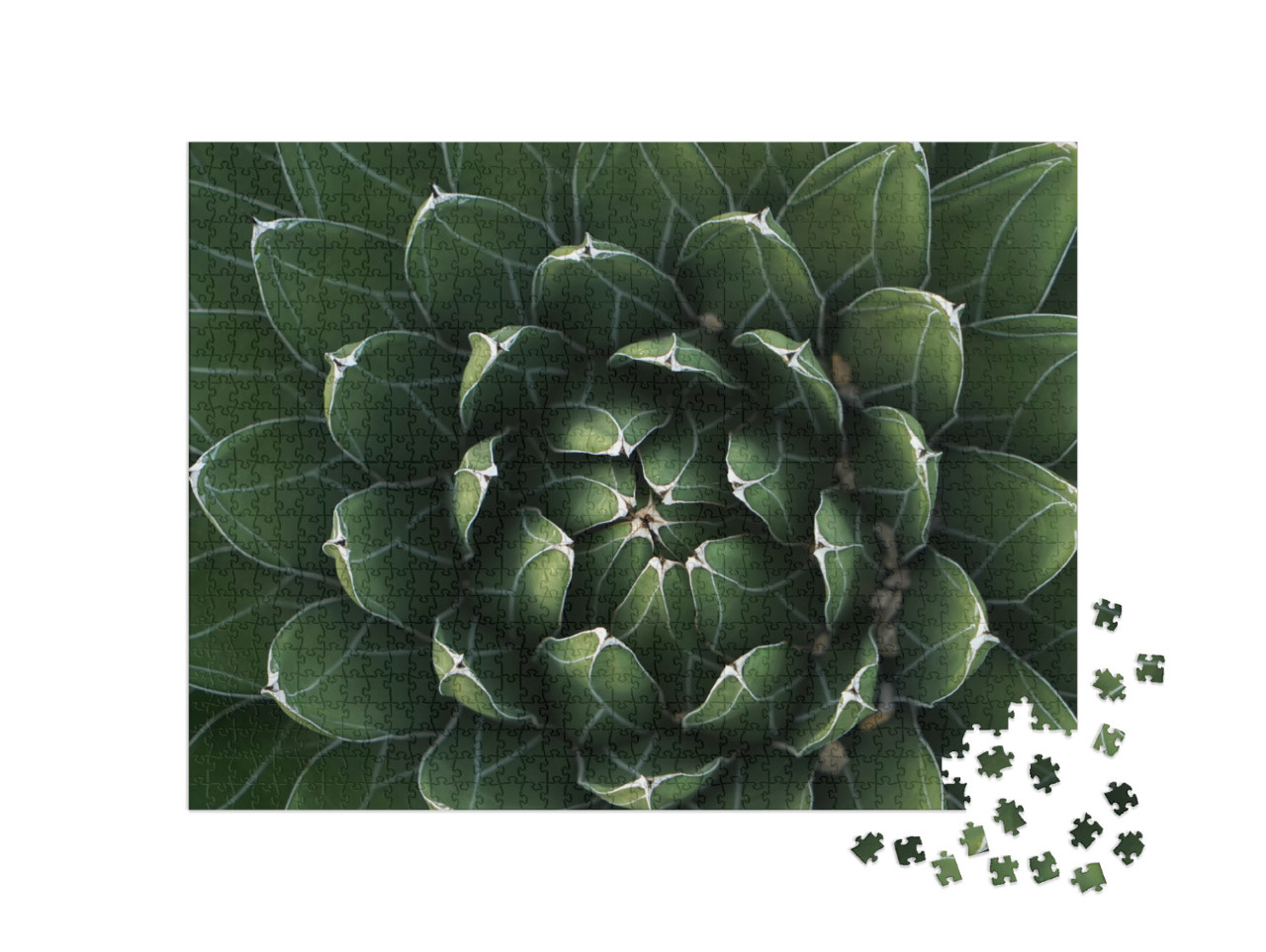 Puzzel 1000 stukjes „Prachtig symmetrische cactus in close-up“