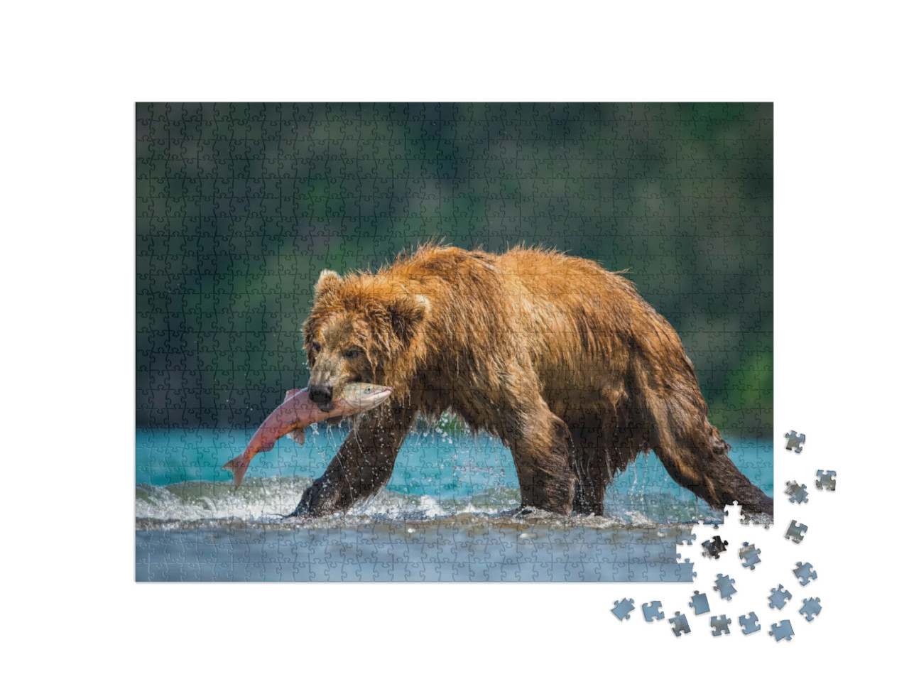 Puzzel 1000 stukjes „Bruine beer vangt zalm op het Koerilmeer, Kamchatka“