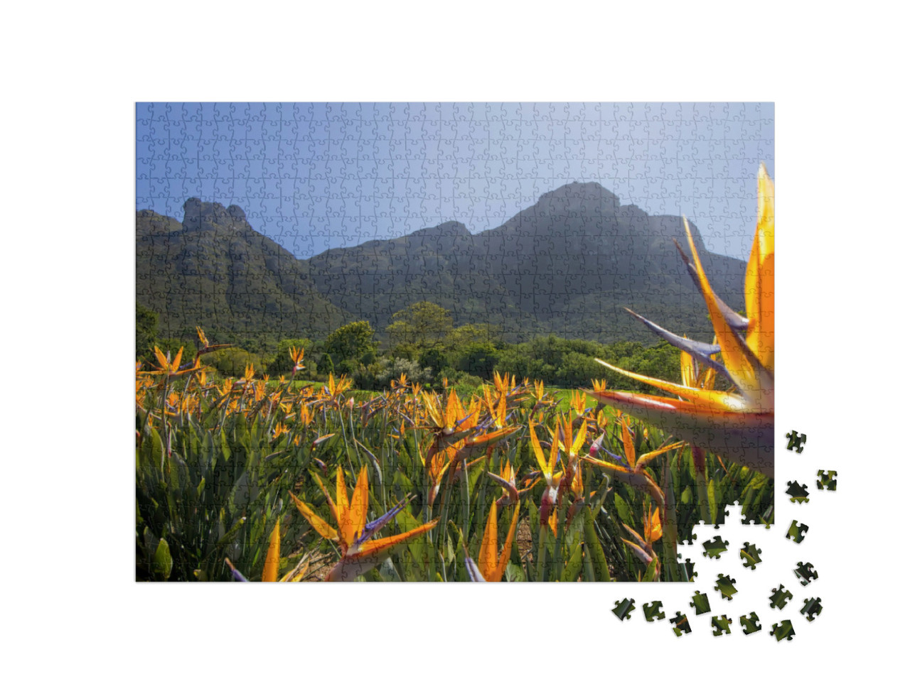 Puzzel 1000 stukjes „Strelitzia bloeit in de Kirstenbosch Tuinen“
