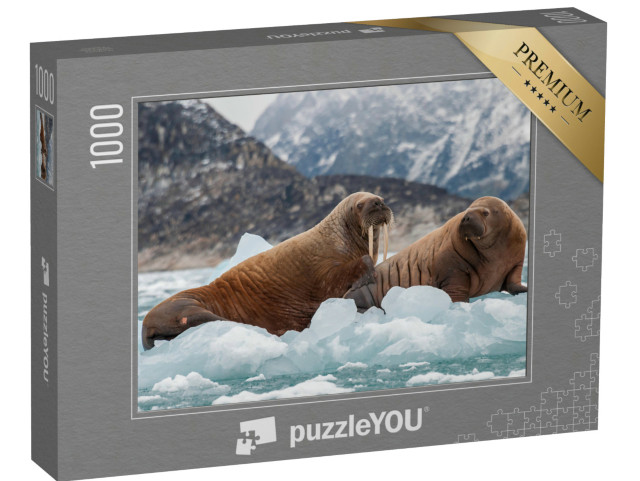 Puzzel 1000 stukjes „Walrus en zijn jong op het ijs van een fjord, Oost-Groenland“
