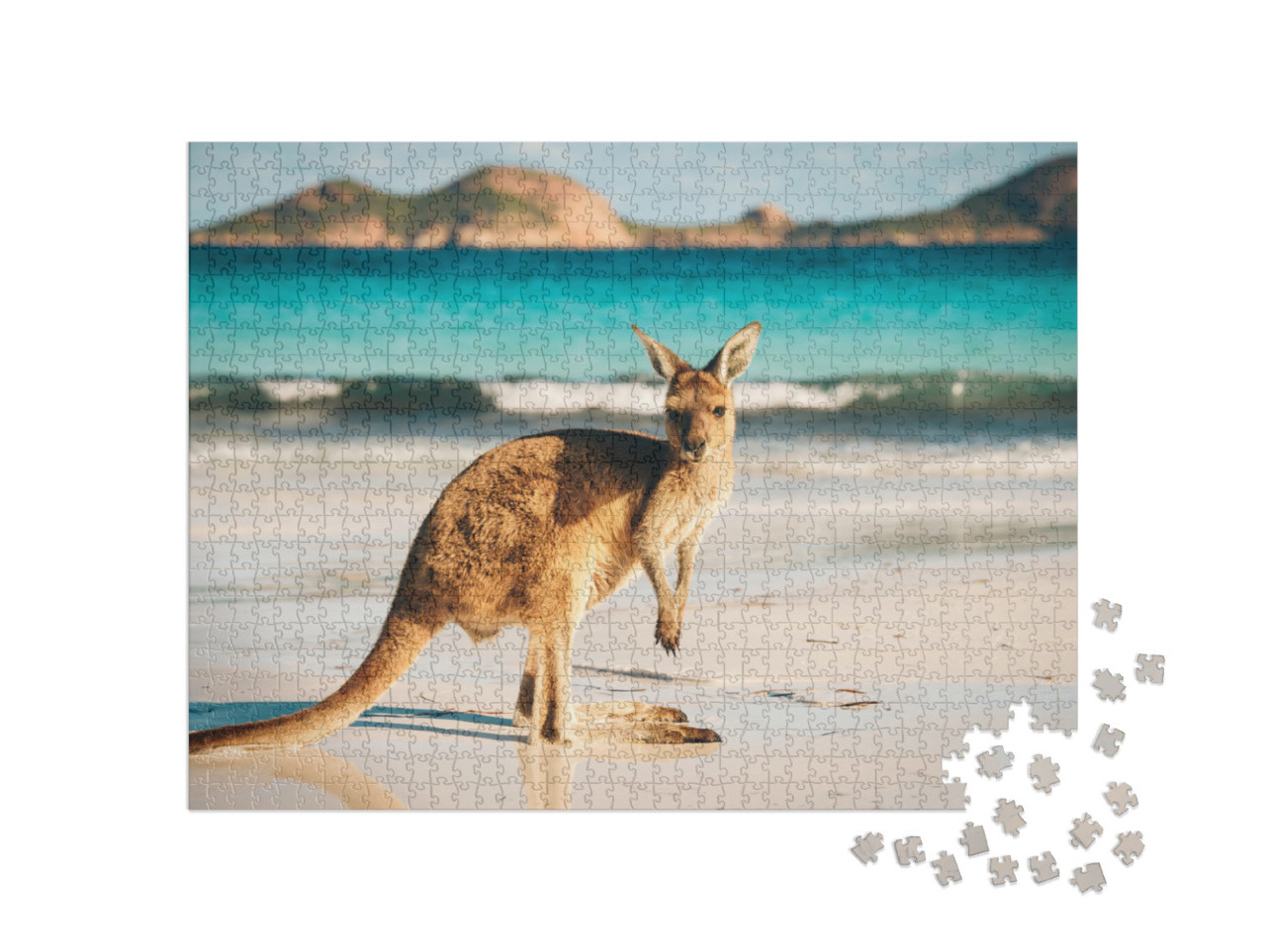 Puzzel 1000 stukjes „Kangoeroe, Lucky Bay, Cape Le Grand National Park, Australië“