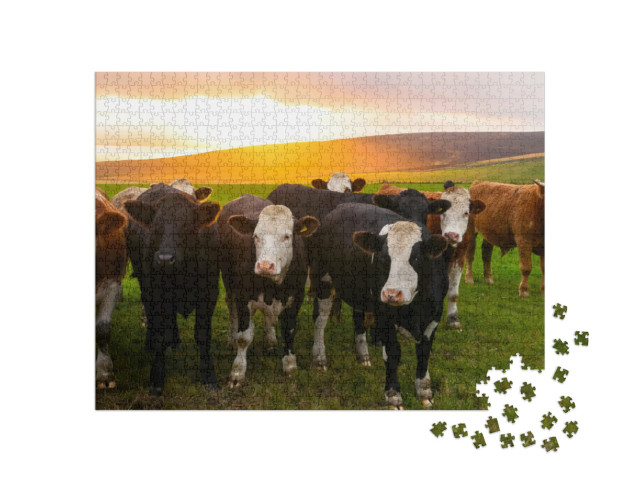 Puzzel 1000 stukjes „Een kudde koeien bij zonsondergang, Orkney, Schotland“