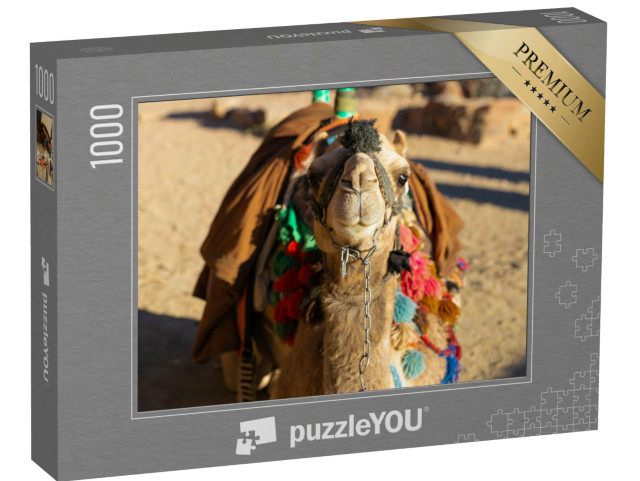 Puzzel 1000 stukjes „Dromedariskameel voor het zand van de hete woestijn, Egypte, Sinaï“