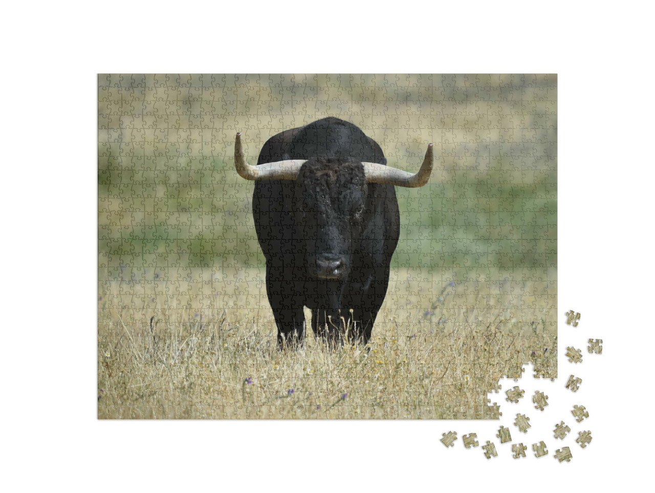 Puzzel 1000 stukjes „Een zwarte stier met grote horens in het veld“