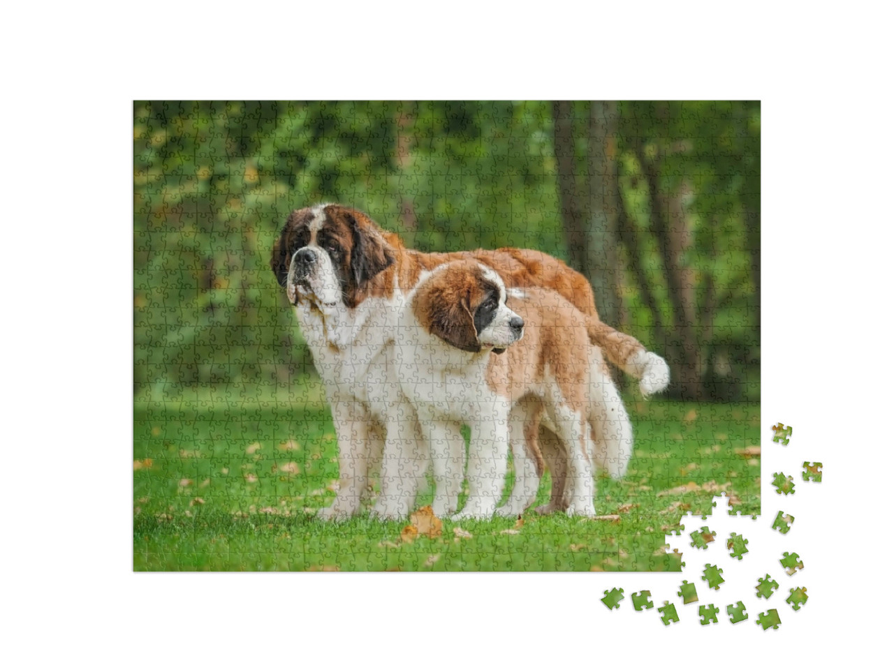 Puzzel 1000 stukjes „Twee Sint Bernards op het gazon“