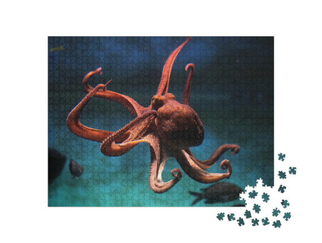 Puzzel 1000 stukjes „Gewone octopus“