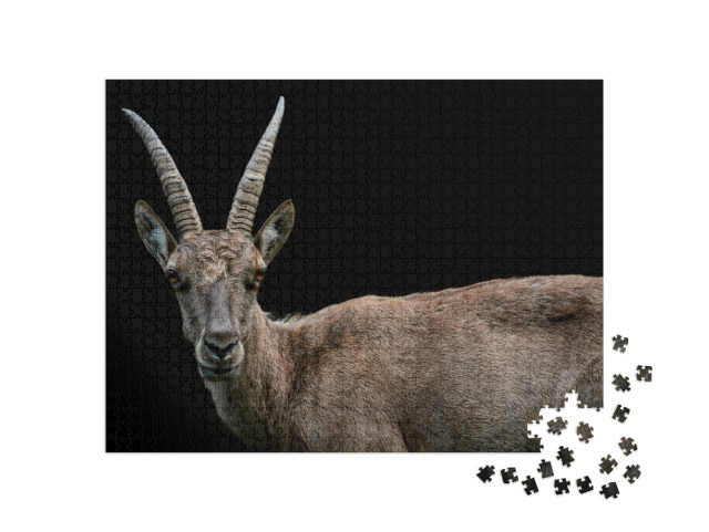 Puzzel 1000 stukjes „Close-up van een vrouwelijke alpensteenbok“