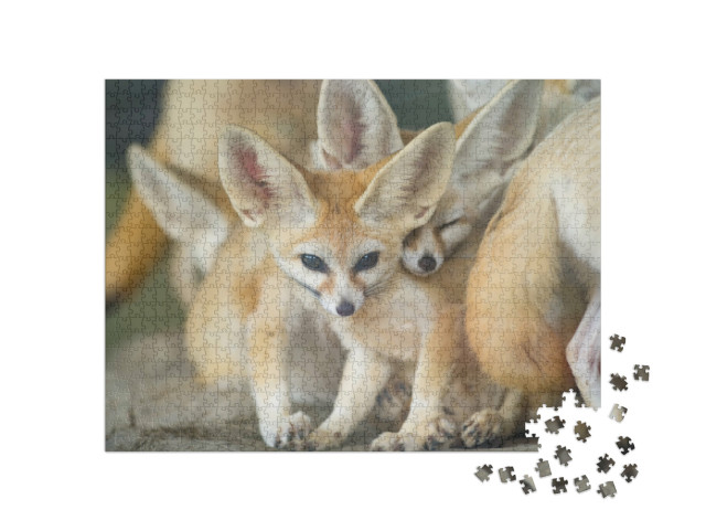 Puzzel 1000 stukjes „Een groep Fennec vossen“