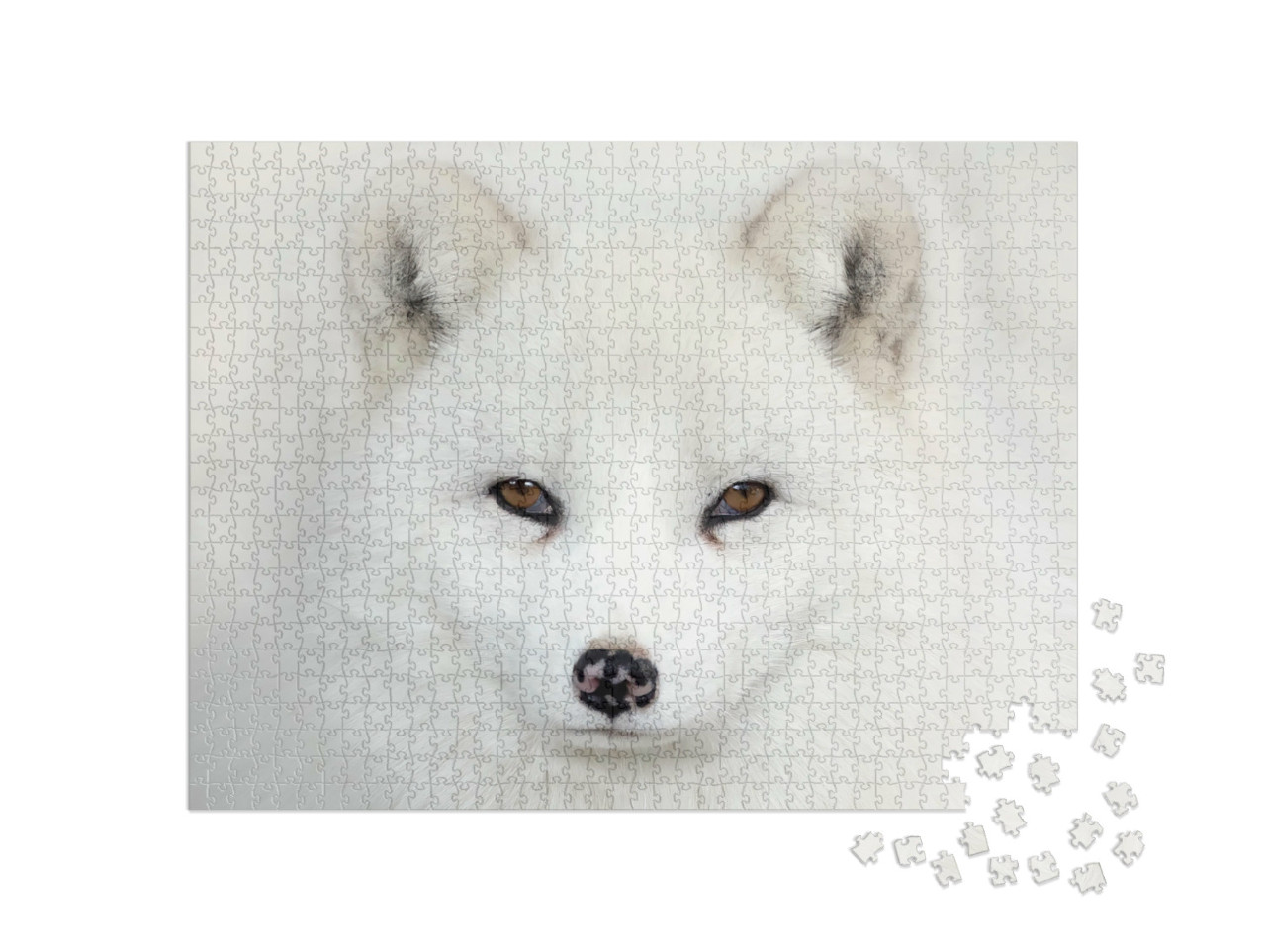 Puzzel 1000 stukjes „Oog in oog met een poolvos“