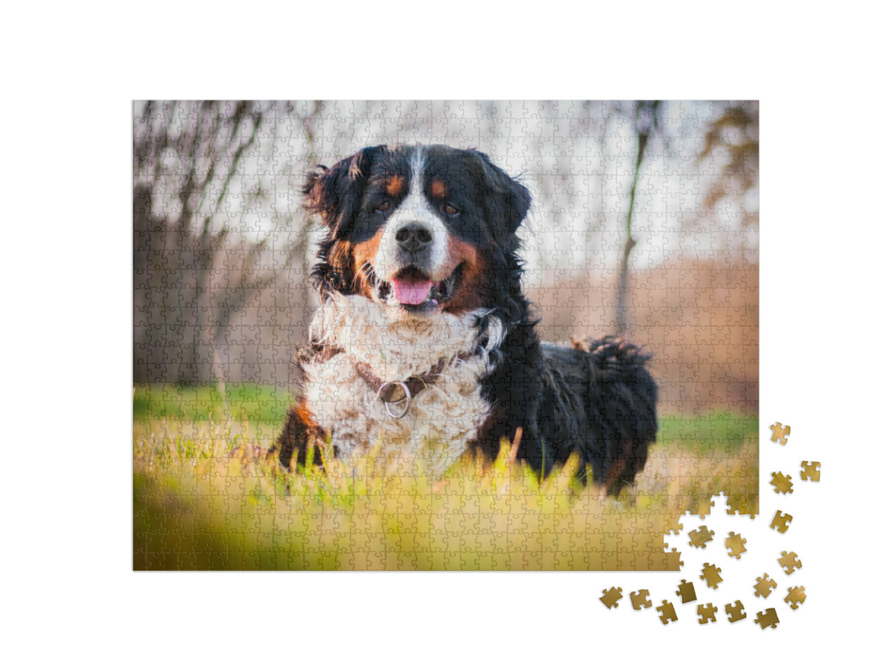 Puzzel 1000 stukjes „Een Berner Sennenhond“