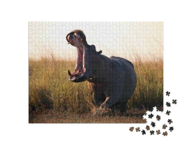 Puzzel 1000 stukjes „Het nijlpaard, Hippopotamus amphibius“