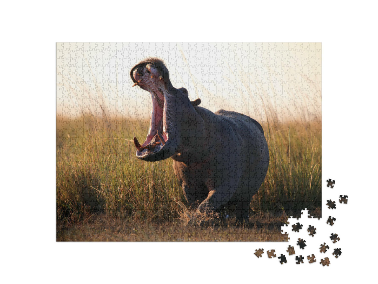 Puzzel 1000 stukjes „Het nijlpaard, Hippopotamus amphibius“