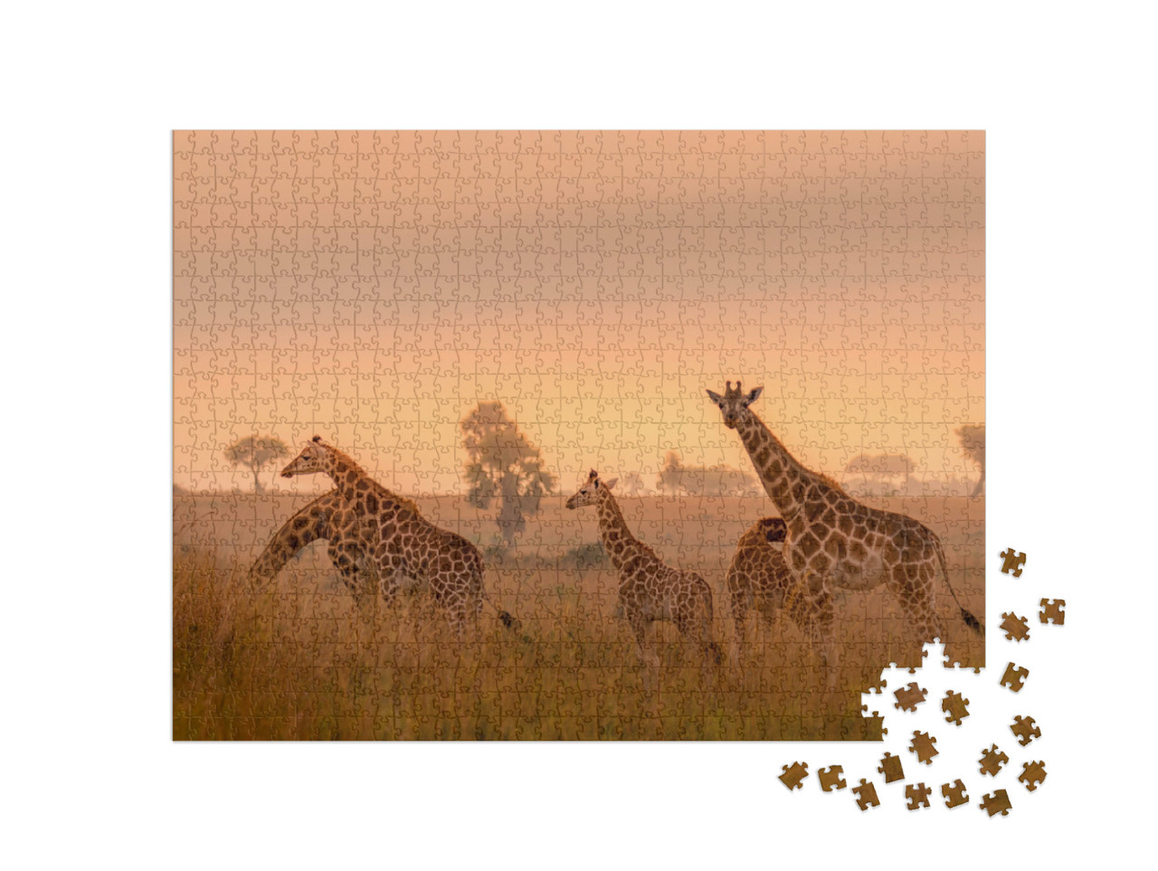 Puzzel 1000 stukjes „Rothschild giraffen bij zonsopgang, Murchison Falls National Park, Oeganda“