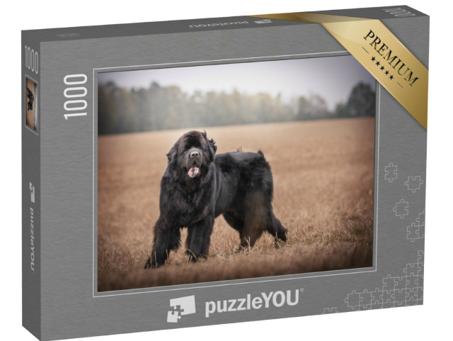 Puzzel 1000 stukjes „Zwarte Newfoundland in het wild“