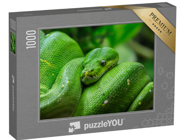 Puzzel 1000 stukjes „Close-up van een groene boompython“