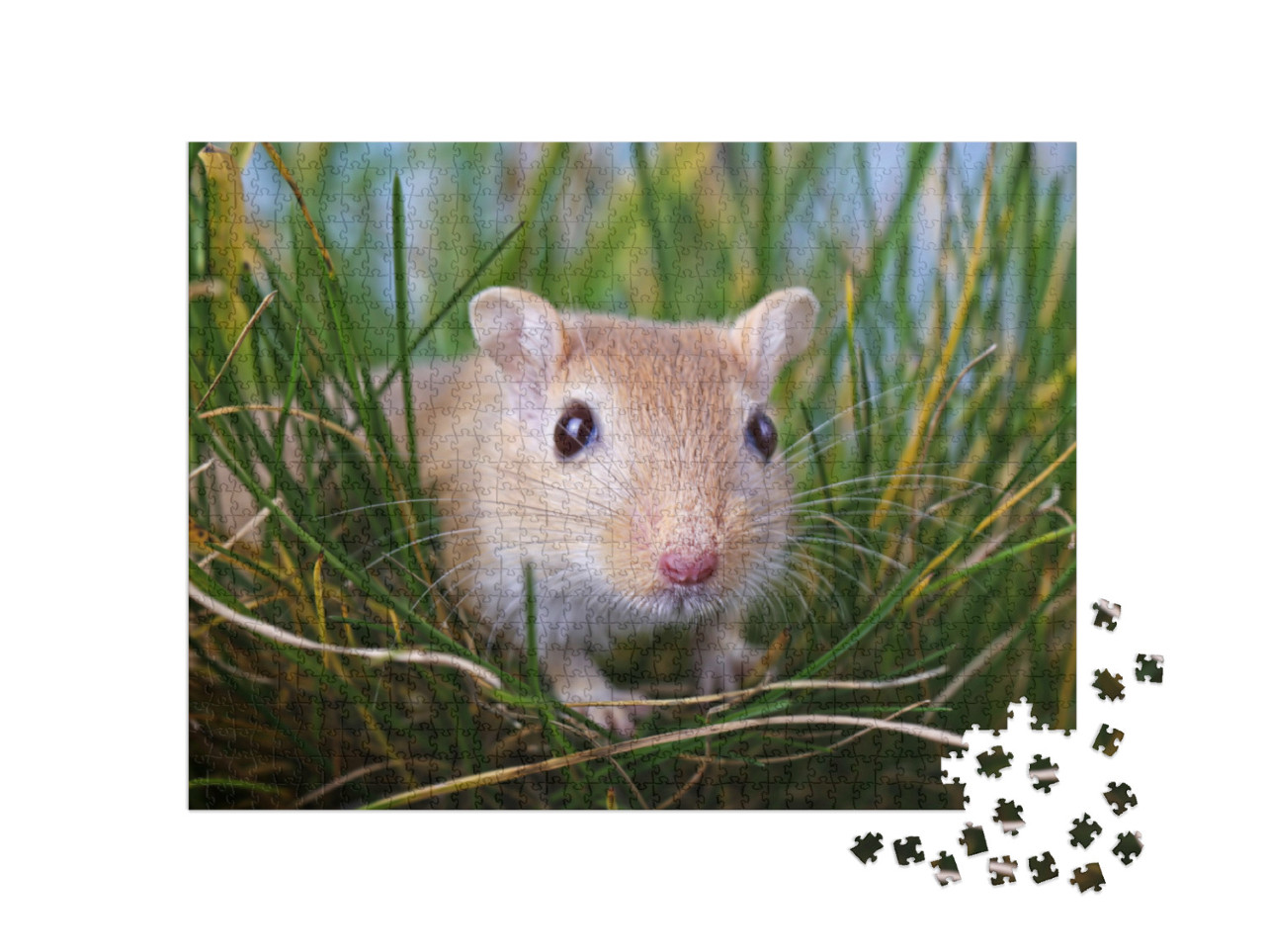 Puzzel 1000 stukjes „Kleine gerbil in het gras“