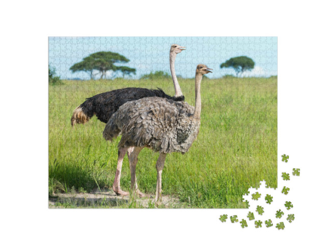 Puzzel 1000 stukjes „Struisvogelpaar in Tanzania, Afrika“